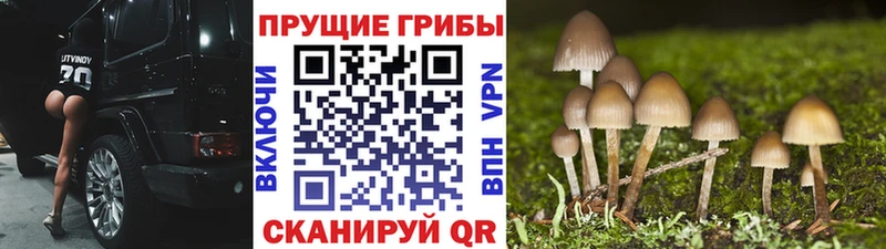 Галлюциногенные грибы MAGIC MUSHROOMS  Гуково 